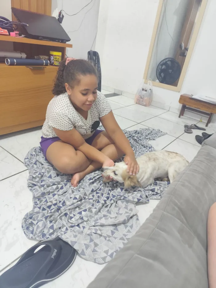 Cachorro raça SRD-ViraLata idade 3 anos nome Bellinha 