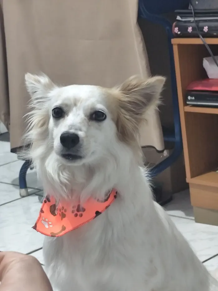 Cachorro raça SRD-ViraLata idade 3 anos nome Bellinha 