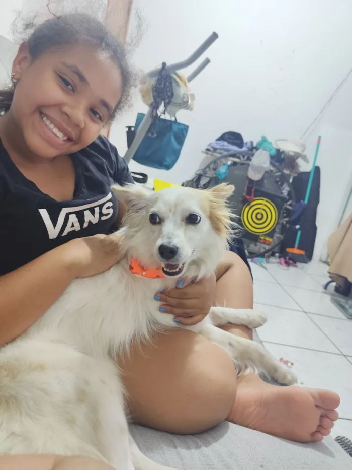 Cachorro raça SRD-ViraLata idade 3 anos nome Bellinha 