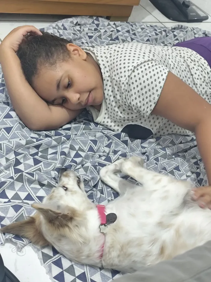 Cachorro raça SRD-ViraLata idade 3 anos nome Bellinha 