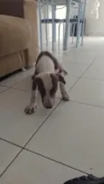 Cachorro raça Pit-Bull idade 7 a 11 meses nome Brisa