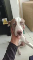 Cachorro raça Pit-Bull idade 7 a 11 meses nome Brisa