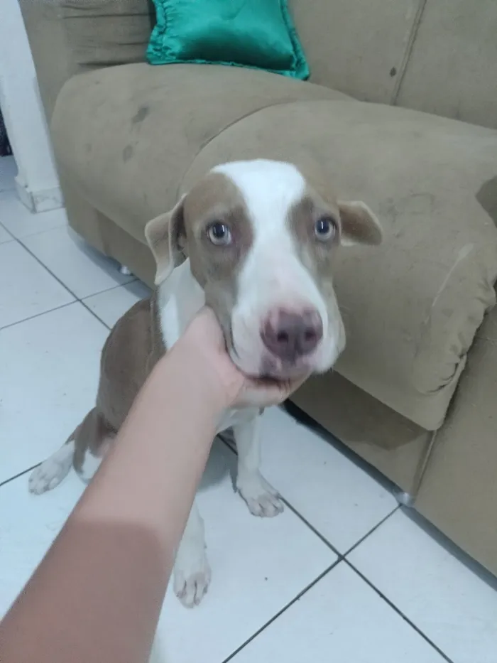Cachorro raça Pit-Bull idade 7 a 11 meses nome Brisa