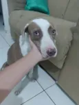 Cachorro raça Pit-Bull idade 7 a 11 meses nome Brisa