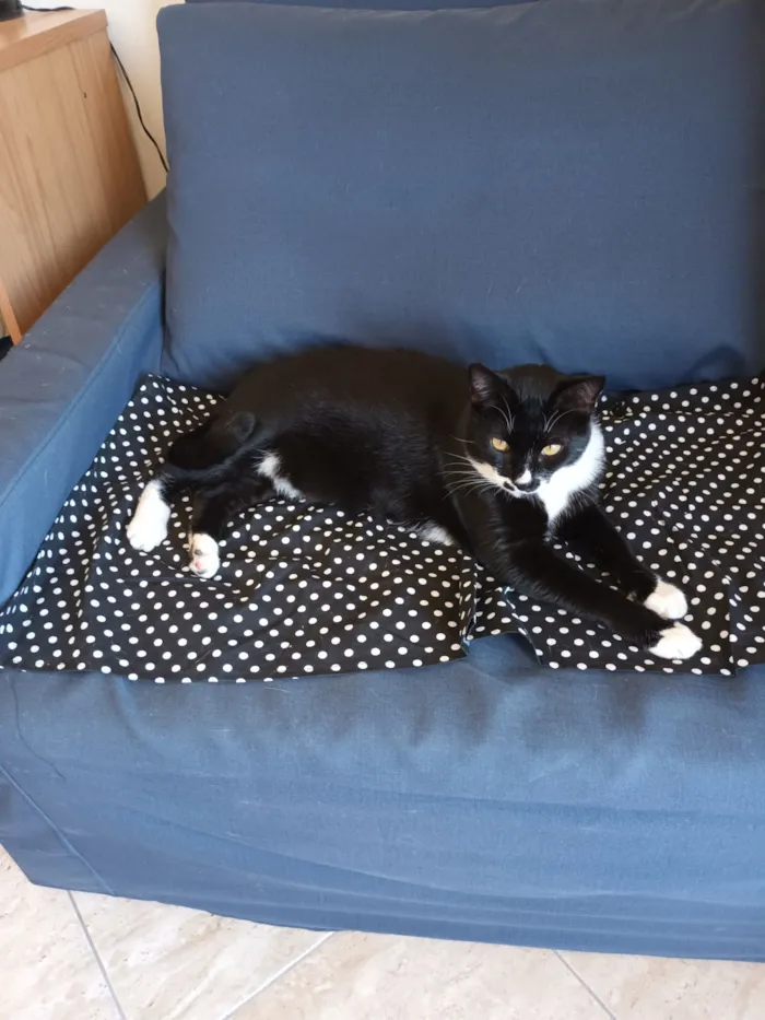 Gato raça SRD-ViraLata idade 2 a 6 meses nome Pingo