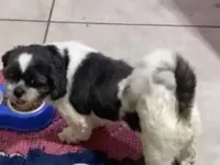 Cachorro raça Shitzu idade 3 anos nome Luan