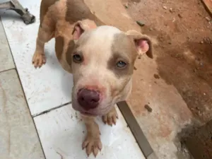 Cachorro raça Pit-Bull idade Abaixo de 2 meses nome Dunin