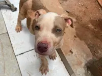 Cachorro raça Pit-Bull idade Abaixo de 2 meses nome Dunin