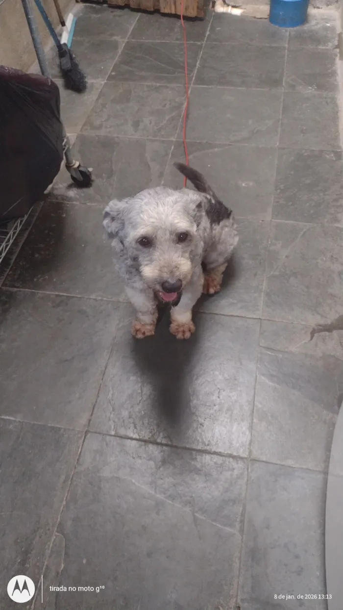 Cachorro raça Poodle idade 5 anos nome Max