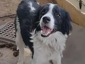 Cachorro raça SRD-ViraLata idade 2 anos nome Toubi