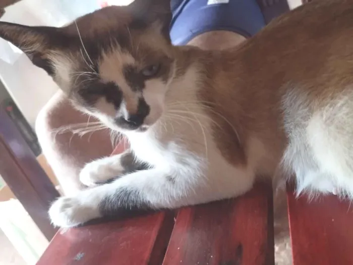 Gato raça SRD-ViraLata idade 2 anos nome Nina