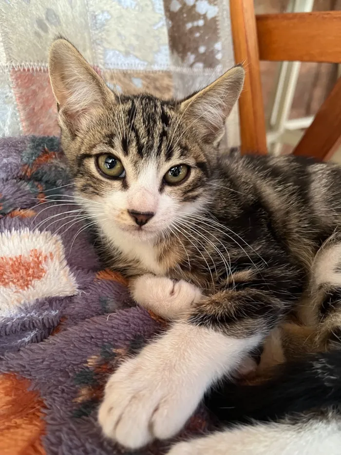 Gato raça SRD-ViraLata idade 2 a 6 meses nome Ozzy