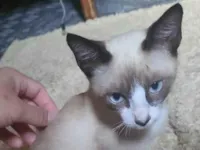 Gato raça Siamês idade Abaixo de 2 meses nome Eden