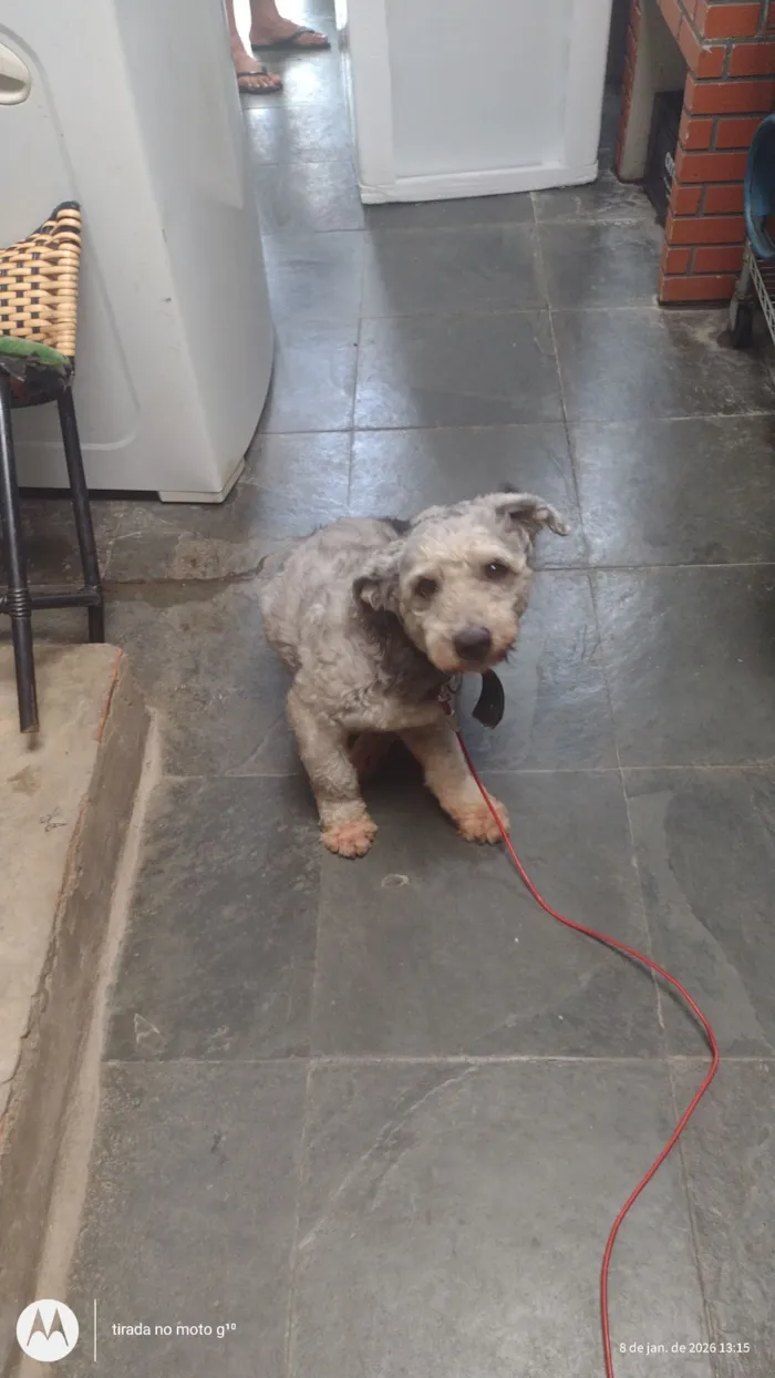 Cachorro raça Poodle idade 5 anos nome Max