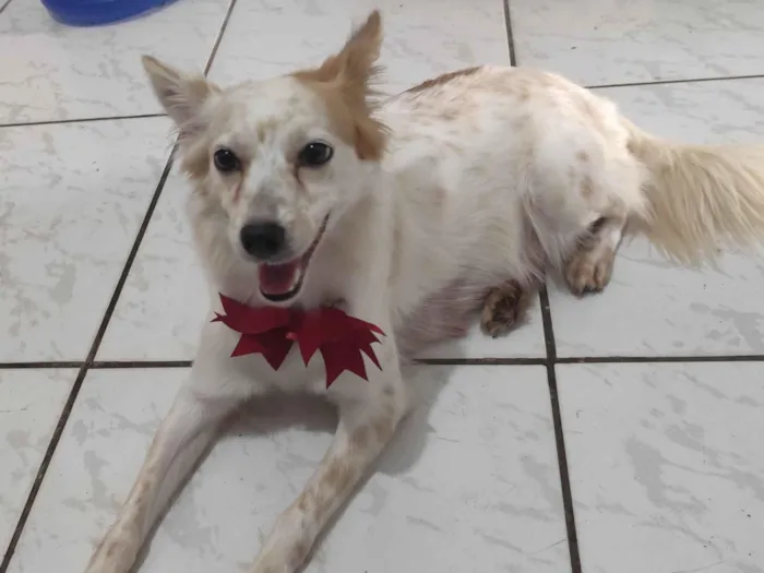 Cachorro raça SRD-ViraLata idade 3 anos nome Bellinha 