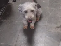 Cachorro raça Poodle idade 5 anos nome Max