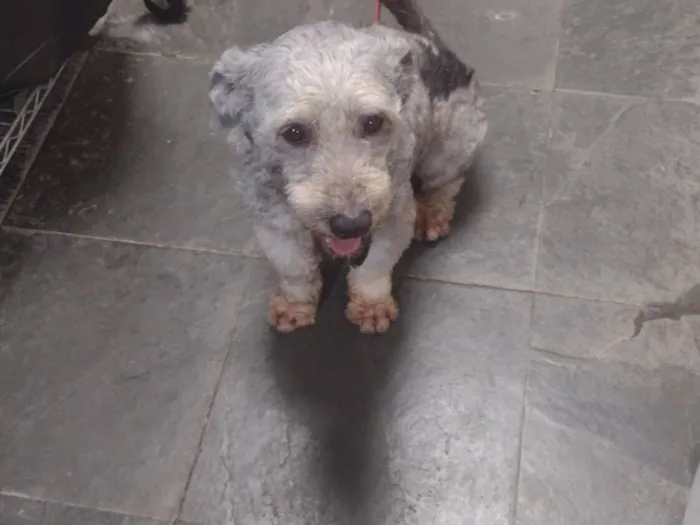 Cachorro raça Poodle idade 5 anos nome Max