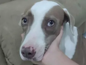 Cachorro raça Pit-Bull idade 7 a 11 meses nome Brisa
