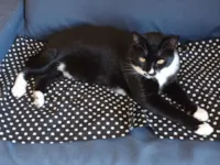 Gato raça SRD-ViraLata idade 2 a 6 meses nome Pingo