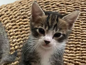 Gato raça SRD-ViraLata idade 2 a 6 meses nome Ozzy