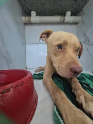 Cachorro raça SRD-ViraLata idade 2 anos nome Mickey