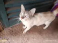 Gato raça SRD-ViraLata idade 7 a 11 meses nome Btf