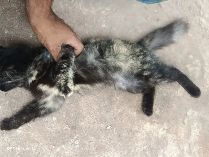 Gato raça SRD-ViraLata idade 7 a 11 meses nome Btf