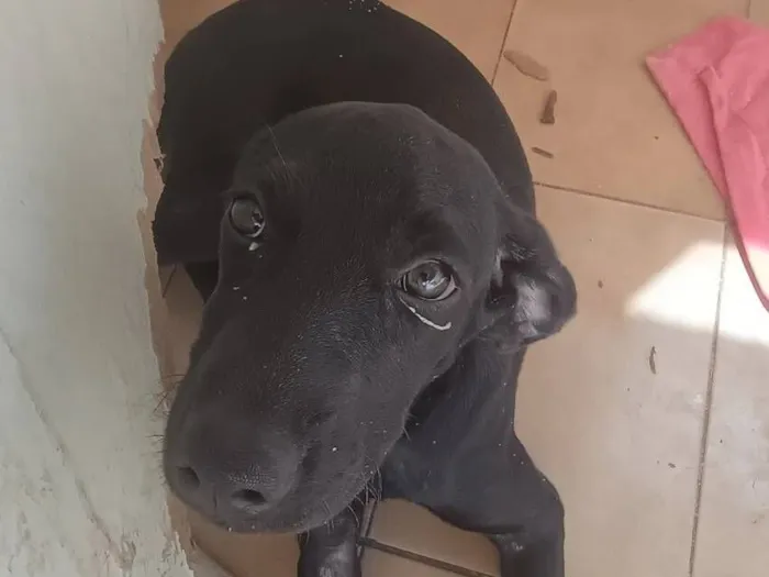 Cachorro raça SRD-ViraLata idade 2 a 6 meses nome Meg 