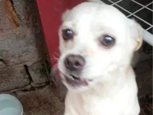 Cachorro raça SRD-ViraLata idade 6 ou mais anos nome Maggie 