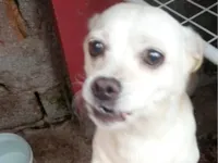 Cachorro raça SRD-ViraLata idade 6 ou mais anos nome Maggie 