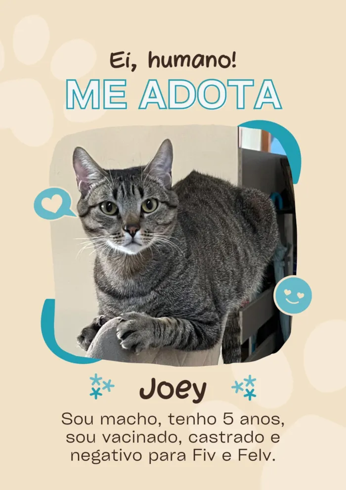 Gato raça SRD-ViraLata idade 5 anos nome Joey