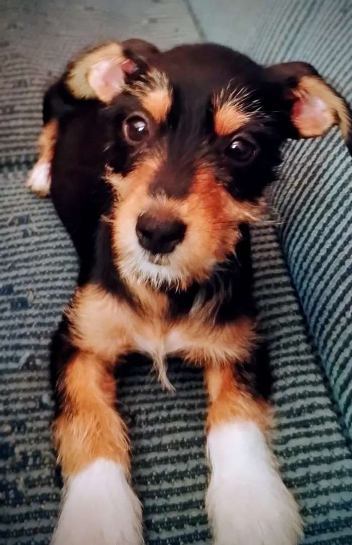 Cachorro raça Schnauzer e Aussie idade 2 a 6 meses nome Zaia