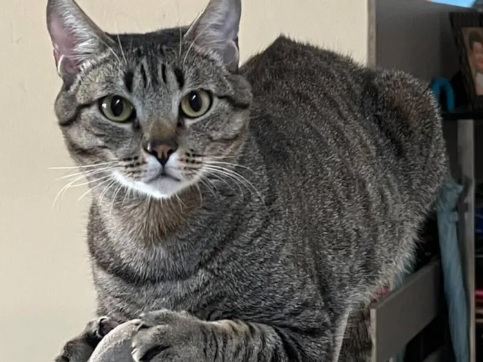 Gato raça SRD-ViraLata idade 5 anos nome Joey