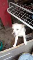 Cachorro raça SRD-ViraLata idade 6 ou mais anos nome Maggie 