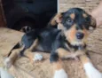 Cachorro raça Schnauzer e Aussie idade 2 a 6 meses nome Zaia