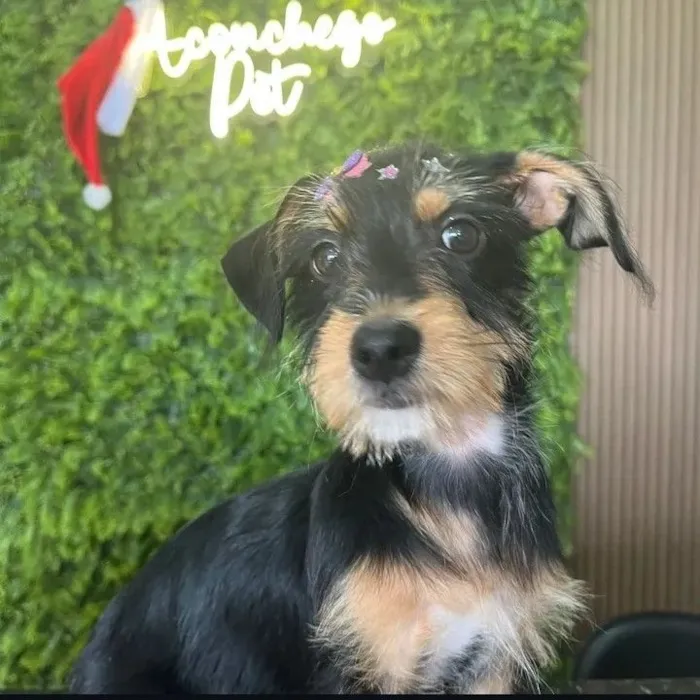 Cachorro raça Schnauzer e Aussie idade 2 a 6 meses nome Zaia