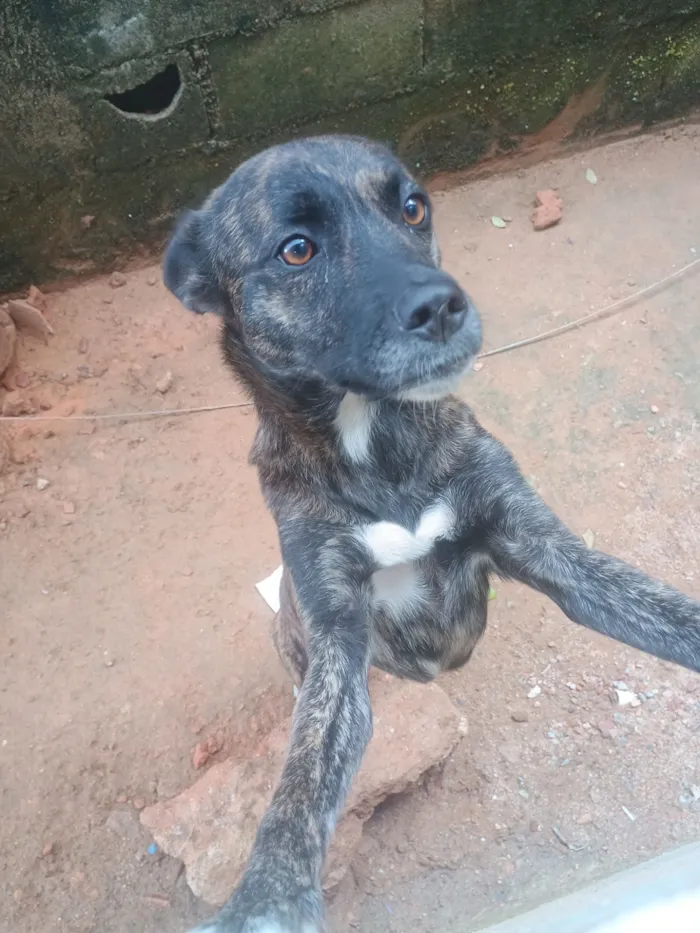 Cachorro raça SRD-ViraLata idade 6 ou mais anos nome Aurora 