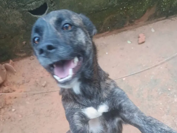 Cachorro raça SRD-ViraLata idade 6 ou mais anos nome Aurora 