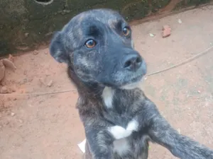 Cachorro raça SRD-ViraLata idade 6 ou mais anos nome Aurora 