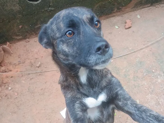 Cachorro raça SRD-ViraLata idade 6 ou mais anos nome Aurora 