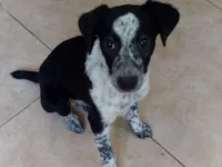 Cachorro raça SRD-ViraLata idade 2 a 6 meses nome Flocos 