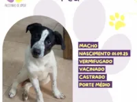Cachorro raça SRD-ViraLata idade 2 a 6 meses nome Ted 
