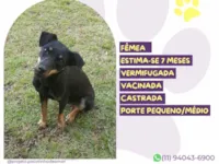 Cachorro raça SRD-ViraLata idade 7 a 11 meses nome Lia
