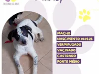 Cachorro raça SRD-ViraLata idade 2 a 6 meses nome Marley 