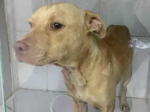 Cachorro raça SRD-ViraLata idade 2 anos nome Mickey