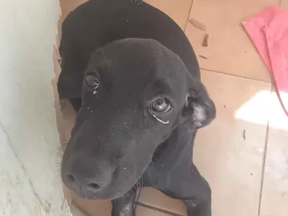Cachorro raça SRD-ViraLata idade 2 a 6 meses nome Meg 