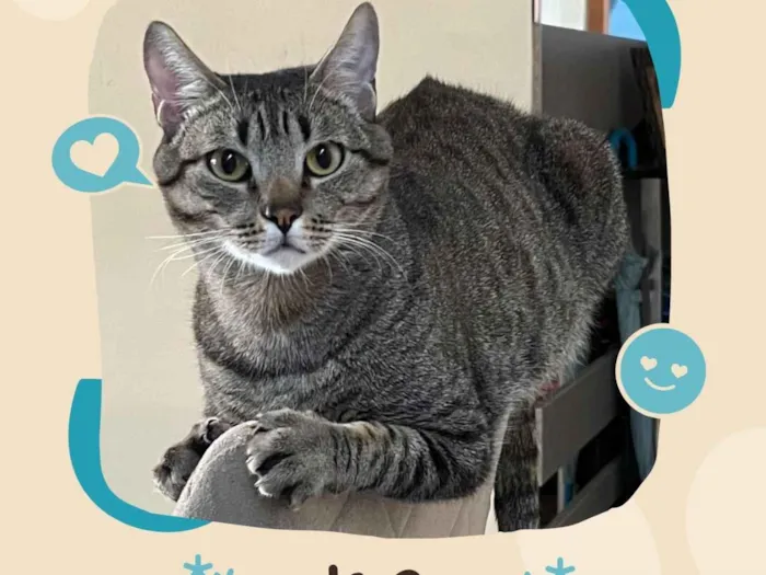 Gato raça SRD-ViraLata idade 5 anos nome Joey