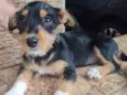 Cachorro raça Schnauzer e Aussie idade 2 a 6 meses nome Zaia