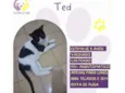 Gato raça SRD-ViraLata idade 5 anos nome Ted 