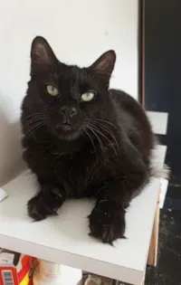 Gato raça SRD-ViraLata idade 1 ano nome MORFEU